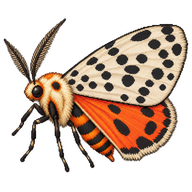 Dotted Footman Moth