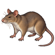 Southern Giant Pouched Rat