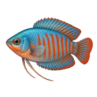 Dwarf Gourami