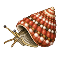 Coral Top Shell