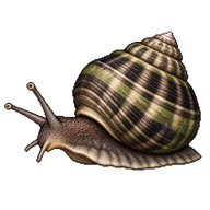 Thick Top Shell