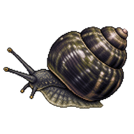 Black Turban Snail