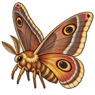 Emperor Gum Moth