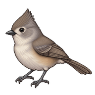 Oak Titmouse