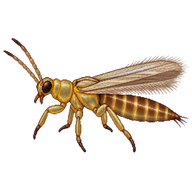 Thrips