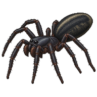 Tube Web Spider