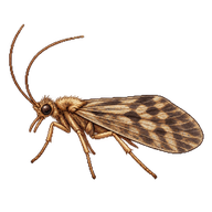 Western Caddisfly
