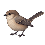 Bushtit