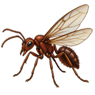 Leafcutter Ant (Alate)