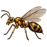 Golden Carpenter Ant Alate