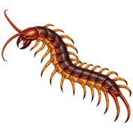 Amazonian Giant Centipede