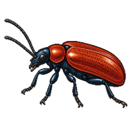 Cereal Leaf Beetle