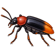 Orange-tipped Redrove Beetle