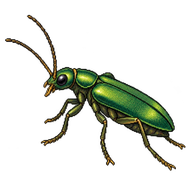 Green Soft-winged Flower Beetle
