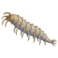 Kinorhynch