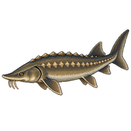 Lake Sturgeon