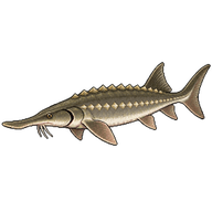 Shovelnose Sturgeon