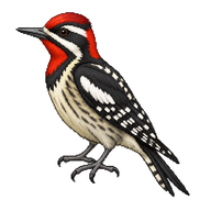 Red-naped Sapsucker