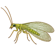Aphid Lion