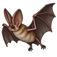 Rafinesque's Big-eared Bat