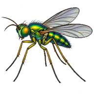 Long-legged Fly