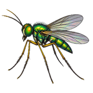 Long-legged Fly