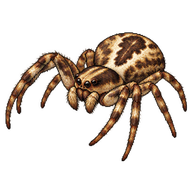 Hammock Crab Spider