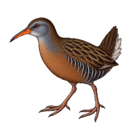 Virginia Rail