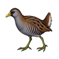 Sora