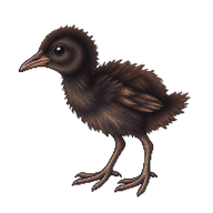 Virginia Rail Chick