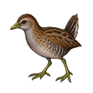 Sora Juvenile