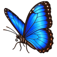 Menelaus Blue Morpho