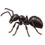 Black Garden Ant