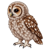 Tawny Owl Fledgling