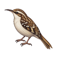 Eurasian Treecreeper