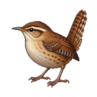 Marsh Wren