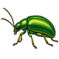 Emerald Leaf Beetle