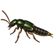 Green Rove Beetle