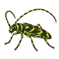 Green Tiger Longhorn Beetle