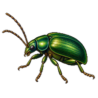 Green Dock Beetle