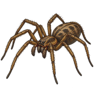 Giant House Spider