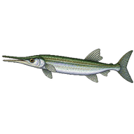 Freshwater Garfish