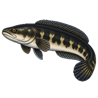 Giant Snakehead