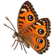 Peacock Pansy