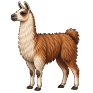Llama