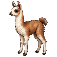 Llama Cria