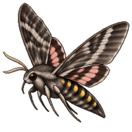 Five-spotted Hawk Moth