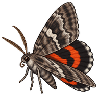 The Penitent Underwing