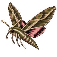 Typhon Sphinx Moth