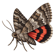 Girlfriend Underwing Moth